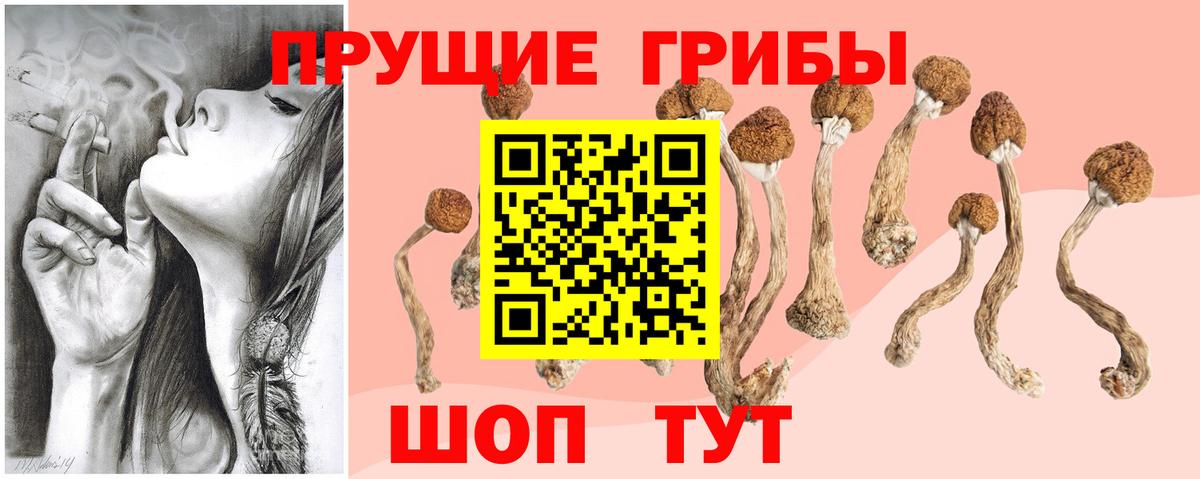 Псилоцибиновые грибы Psilocybe  Вход с VPN  Псилоцибиновые грибы Cubensis  Пенза 